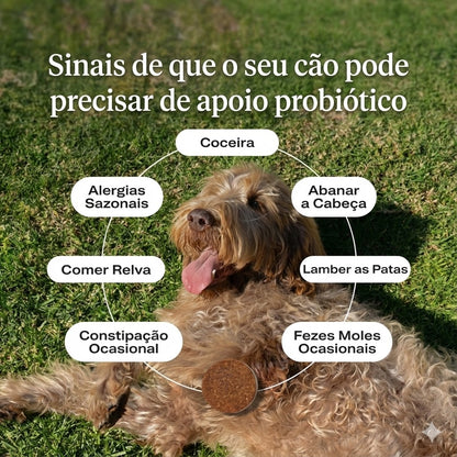 Probióticos em comprimidos mastigáveis macios para cães, para alergias sazonais, saúde intestinal e digestiva. Ingredientes de elevada qualidade, testados por veterinários.